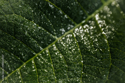 Macro image of a green leaf showing detailed vein patterns and water droplets on its textured surface. Natural lighting highlights its glossy texture.