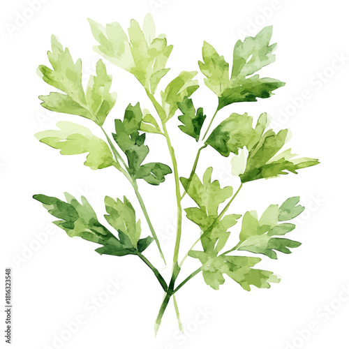 Watercolor_style_painting_of_fresh_parsley_on_a_white_Hand-painted watercolor design, vectorized, painting style, vector set available in EPS, simple design
