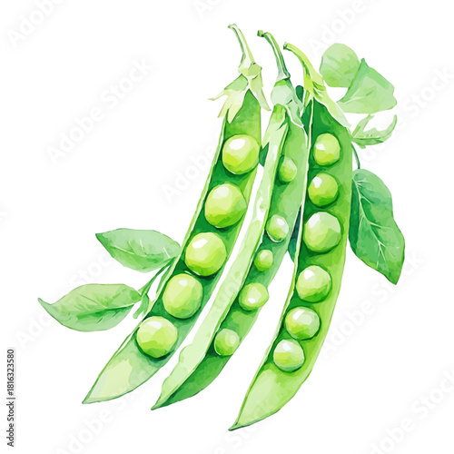 Watercolor_style_painting_of_fresh_peas_on_a_white_Hand-painted watercolor design, vectorized, painting style, vector set available in EPS, simple design
