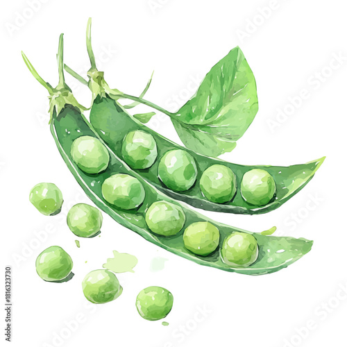 Hand_painting_Watercolor_style_painting_of_fresh_peas_on_a_white_Hand-painted watercolor design, vectorized, painting style, vector set available in EPS, simple design