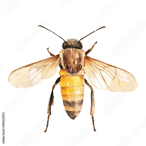 Watercolor_style_painting_of_hand_painted_bee_on_a_white, Simple Hand-painted watercolor style, vectorized, painting style, vector set available in EPS
