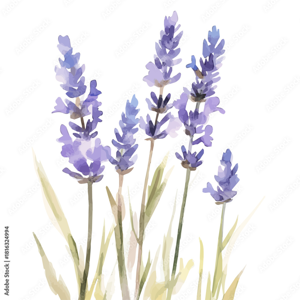Fototapeta premium Watercolor_style_painting_of_hand_painted_lavender_on_a_white, Simple Hand-painted watercolor style, vectorized, painting style, vector set available in EPS