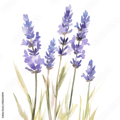 Watercolor_style_painting_of_hand_painted_lavender_on_a_white, Simple Hand-painted watercolor style, vectorized, painting style, vector set available in EPS