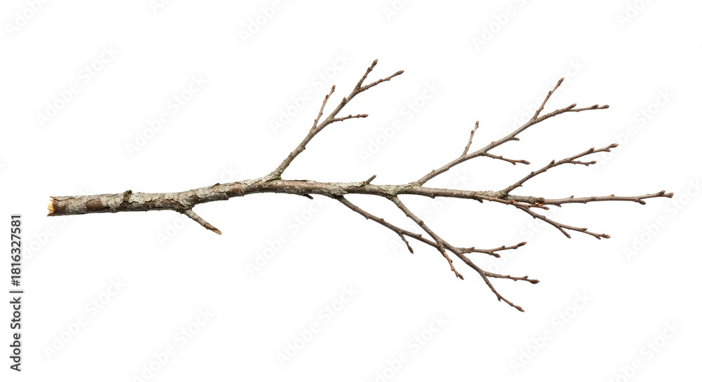 Obraz premium Bare Tree Branch with No Leaves in Winter 2.