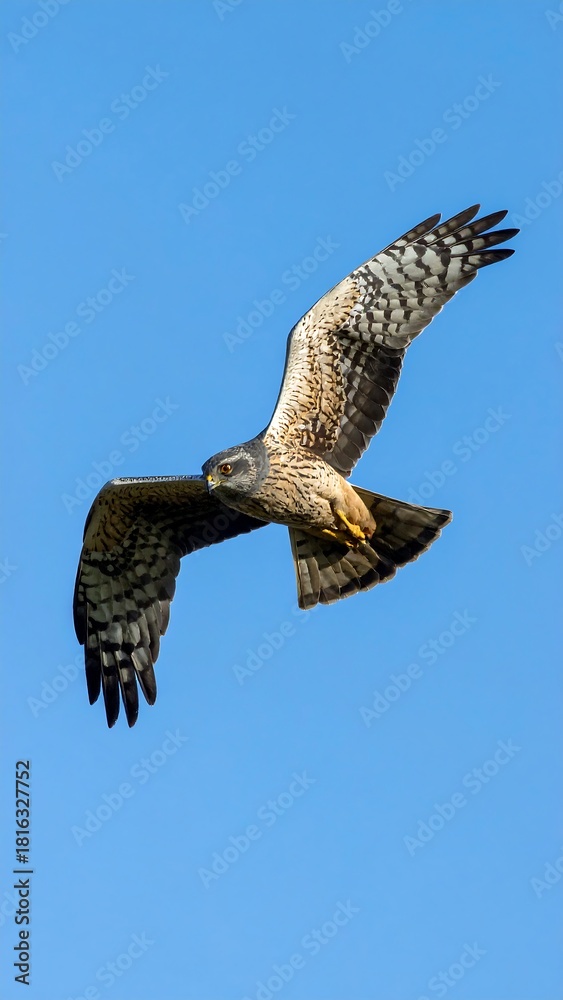 Fototapeta premium A bird of prey soars in flight, wings spread wide against a vibrant, cloudless, azure sky. Its gaze is forward