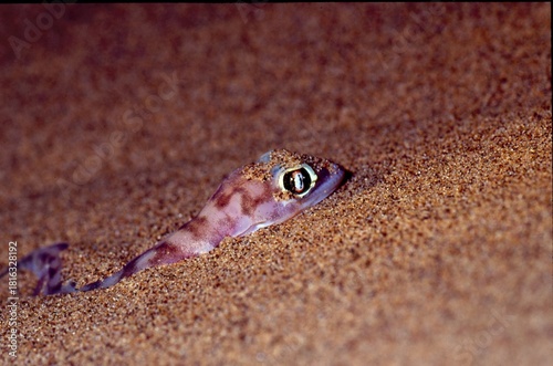 Fototapeta Naklejka Na Ścianę i Meble -  Palmato gecko, Pachydactylus rangei, on dune at night 344