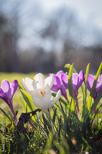 spring crocus flowers