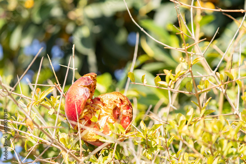easter eggs in the grass