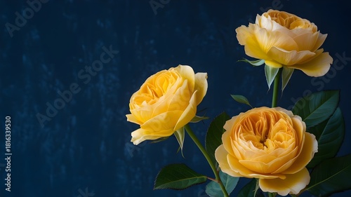 Three beautiful yellow english roses with green leaf against a dark blue background