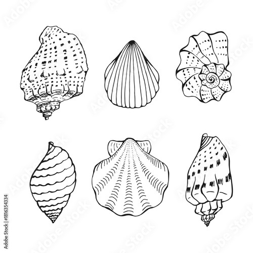 Set of shells. Hand drawn vector illustration.