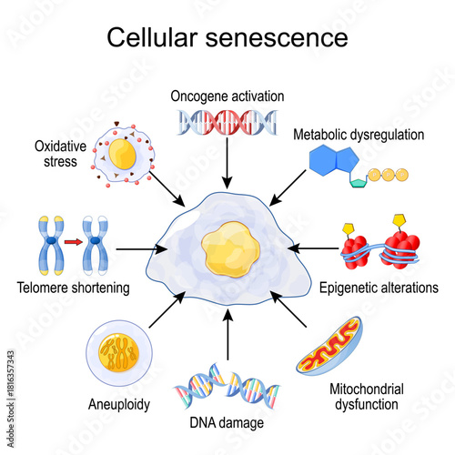 Cellular senescence