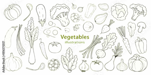 Hand drawn vegetable illustrations pumpkin eggplant cauliflower pepper carrot tomato