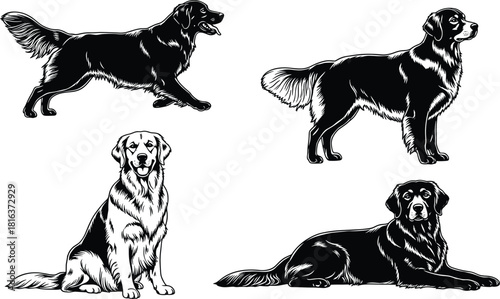 Collection of Golden Retriever dog vector illustrations, isolated black and white figures, various poses for pet care, breeding, and professional animal logo design