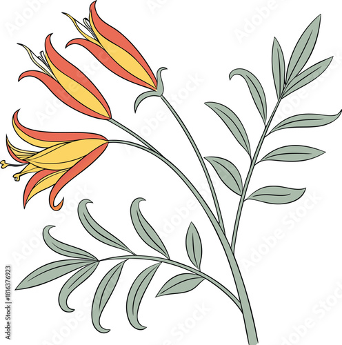 The parrot’s beak flower, known as “Lotus berthelotii,”