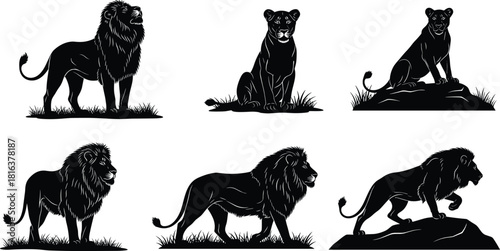 Set of majestic black lion and lioness silhouettes, isolated vector illustrations, roaring and sitting poses for wildlife, safari, and mascot logos
