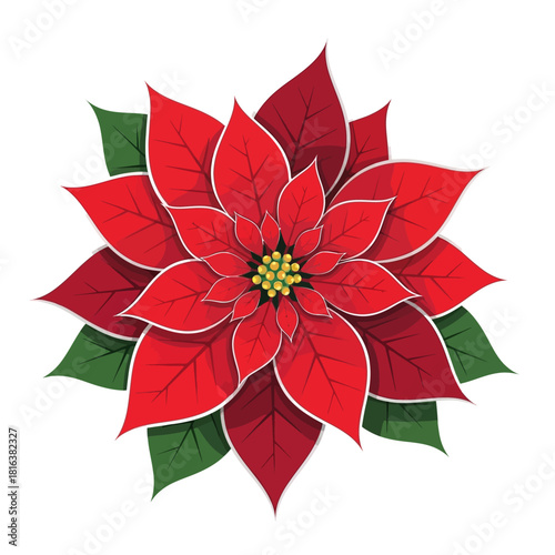 Vibrant poinsettia brings festive cheer for holiday designs, adding warmth and color to Christmas cards and winter promotions with its classic beauty