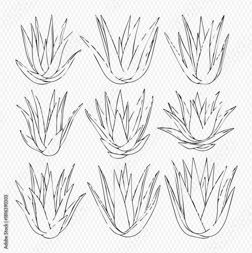 Nine agave plants in a hand-drawn style on a grid background.