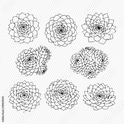 Detailed line art illustration of various succulent plants in a grid arrangement.
