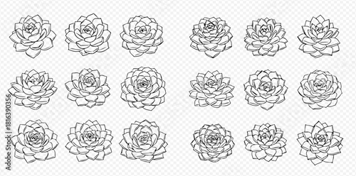 Illustration of succulent plants in a grid pattern.