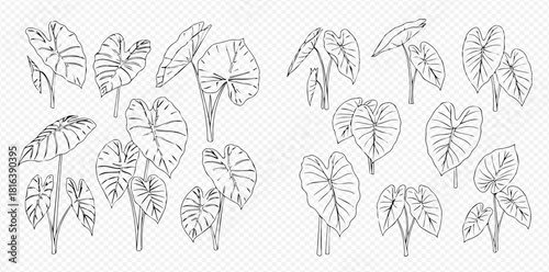 Botanical illustration of taro plants with large leaves and stems, detailed line art.