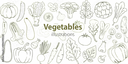 Vegetable illustrations hand drawn line art of various fresh vegetables