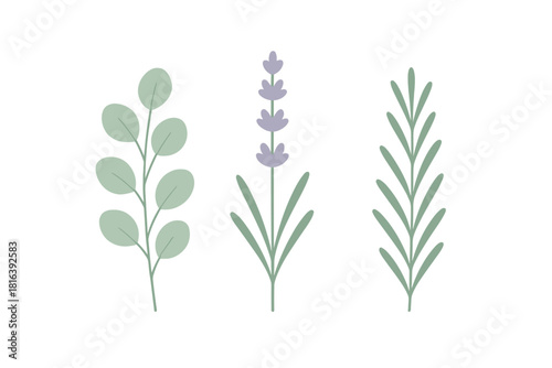 Minimalist pastel botanical elements featuring lavender flower, eucalyptus leaves, and rosemary sprig