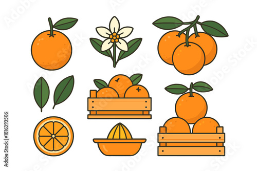 Collection of fresh orange fruit elements including whole citrus, slices, leaves, flower, and harvest crates