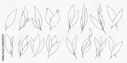 Botanical line art illustration of various leaves on a transparent background.