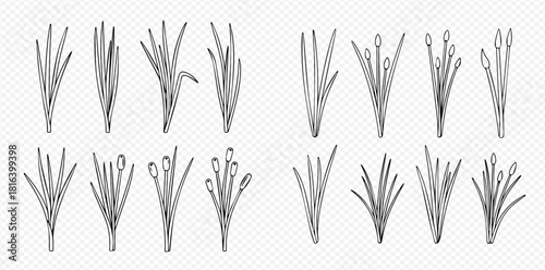 Illustration of clumps of chives, some with flower buds, in a row.