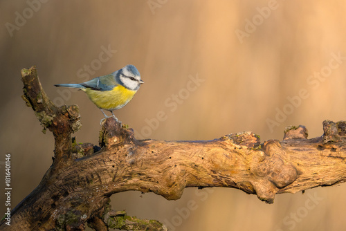 Modraszka sikora na starej gałęzi