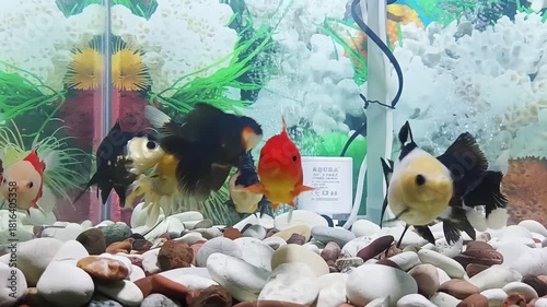 fish in aquarium