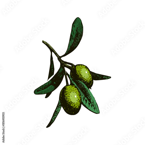 Sketch green olives. Superfood nutrition, packaging design, menu, farm market concept. Hand drawn engraving vector isolated illustration.