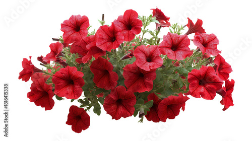 Vibrant red petunia flowers in full bloom isolated on transparent background. PNG