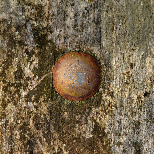 Rusty Bolt on Moldy Wood