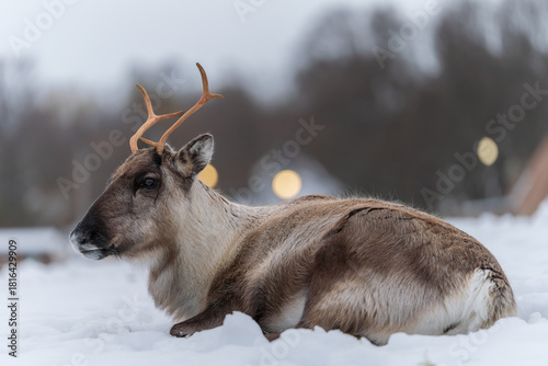Reindeer in Norway