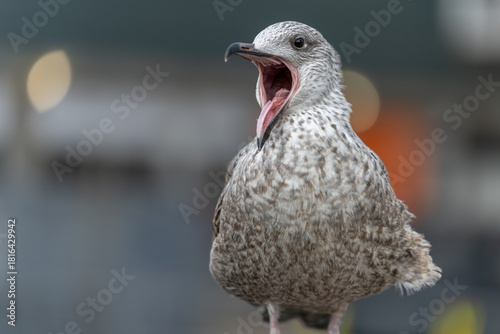 Angry seagull