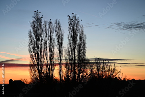 Konstfotografi Lever de soleil avec des arbres peupliers à contre-jour et des corneilles posées sur les fines branches ou des oiseaux qui volent autour
