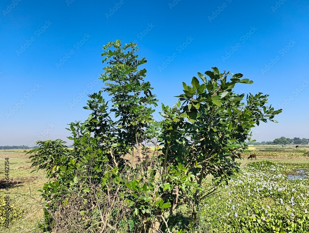 Fototapeta premium Beautiful sunny day with lush green trees and blooming plants under a clear blue sky landscape