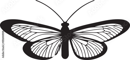 Butterfly in vector image white background.