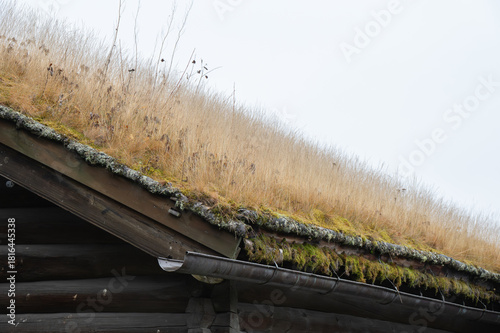 A sod roof in autumn turns from green to golden.