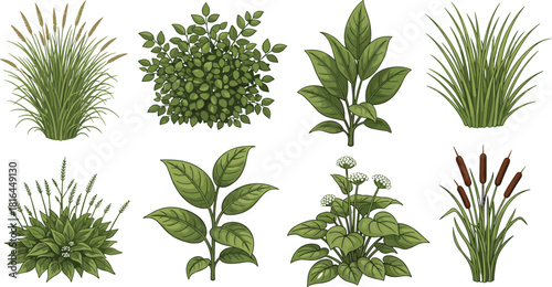 Botanical plant set, green leaves, nature illustration, garden design, plant species, leaf pattern, flora diversity, landscaping, herbal study, foliage, stem, outdoor