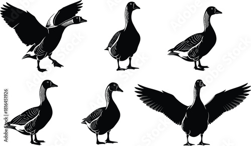 Goose Bird Black Silhouettes Collection Set, Detailed Waterfowl Taking Off Flying and Standing Poses, Wild Animal Ornithology Fowl Vector Graphic, Nature Wildlife Farming Design Isolated