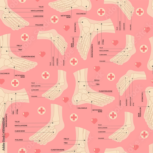 Structure of bones human foot. Human leg medical model seamless pattern. Skeleton scheme with inscription. Repeated print. Ankle joint and talus. Orthopedists infographic. Vector background