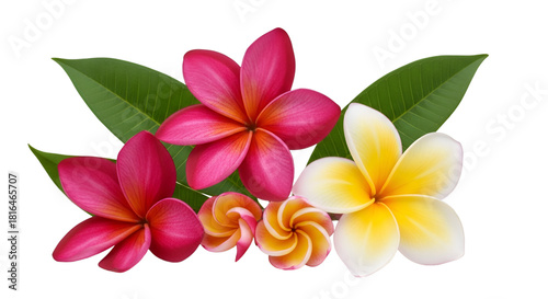 Pink and Yellow Plumeria Flowers with Green Leaves