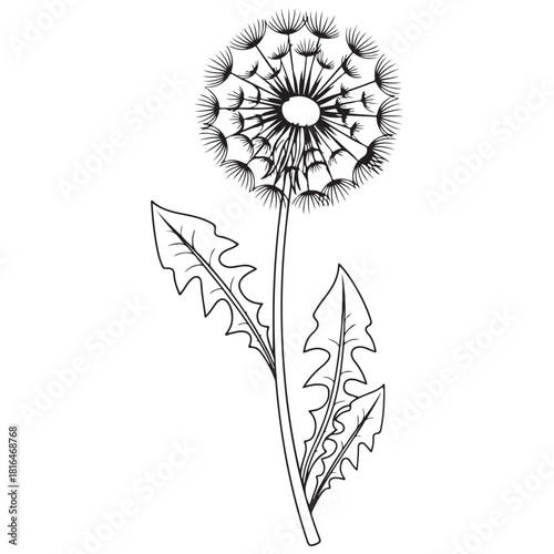 Black and White Line Art Dandelion Seed Head with Leaves