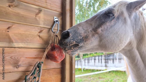 Horse licking a himalayan salt lick on Stable Paddock. Rural farmland scenery . Source of salt and minerals for the horses diet.