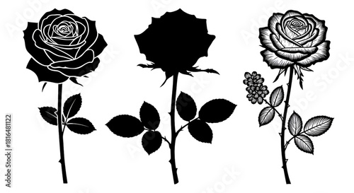Three Roses in Outline and Engraved Styles flower illustration