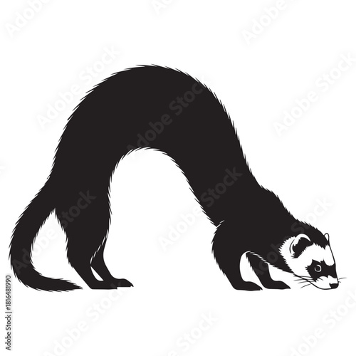 Black and White Ferret Illustration in Arched Sniffing Pose