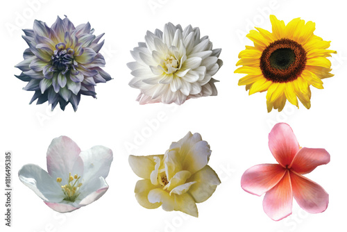 Assortment of Beautiful Isolated Flowers on White