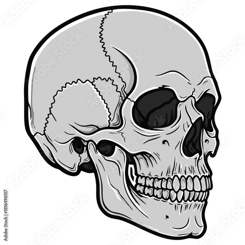 PrintThis vector illustration features a detailed human skull in profile, rendered in a bold, graphic style with contrasting black and gray tones. Perfect for educational, medical, or artistic project